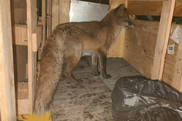 Kargo gemisine binen tilki 5 bin 500 kilometre uzakta oraya çıktı