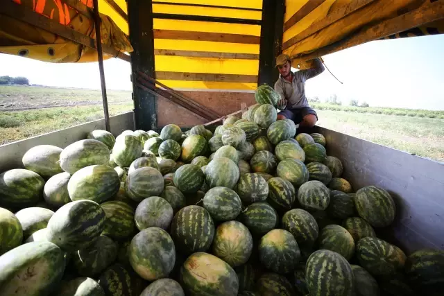 1 dönümden 10 tona kadar verim alınıyor ama yine de kurtarmıyor! Karpuz üreticileri fiyattan şikayetçi