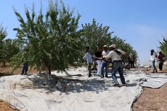 Tıp eğitimini bırakıp çiftçiliğe başladı! Kıraç araziye kurduğu badem bahçesiyle gelirini 4 kat artırdı