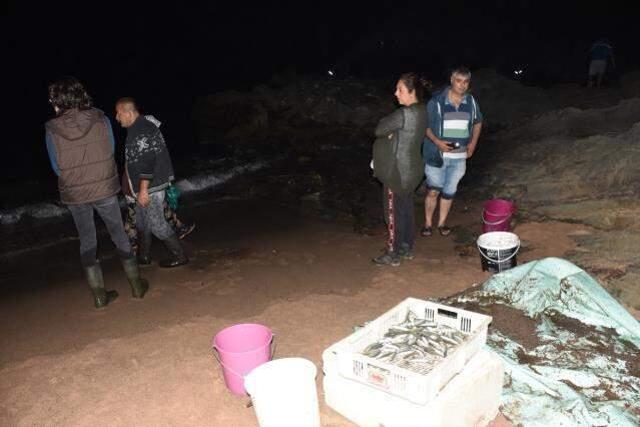 Böylesi ilk kez görülüyor! Karadeniz'de gece tonlarca balık kıyıya vurdu, 100 kilo 100 kilo topladılar