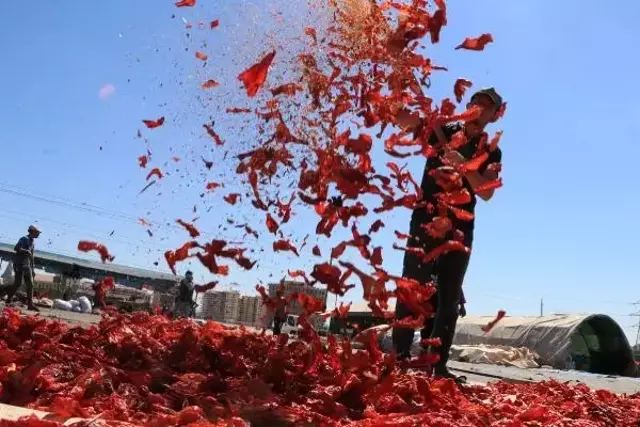 Şanlıurfa'da isot, 10 bin kişiye geçim kaynağı oldu