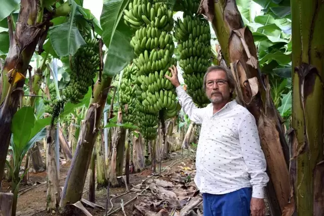 Kuaförlük kazancıyla yaptırdığı muz serasından yıllık 250 ton ürün bekliyor