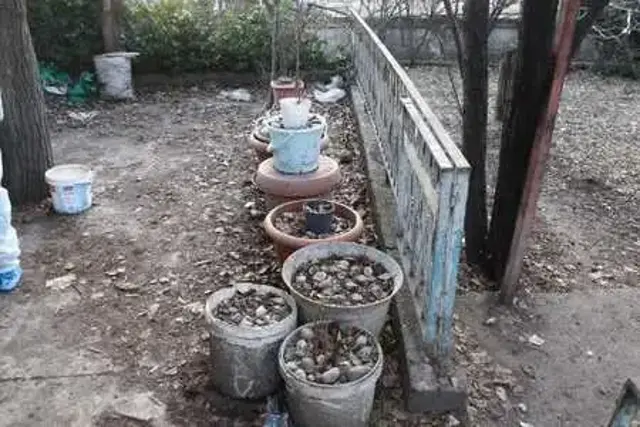 Çöp evde ölen köpekleri saksılara saklamış