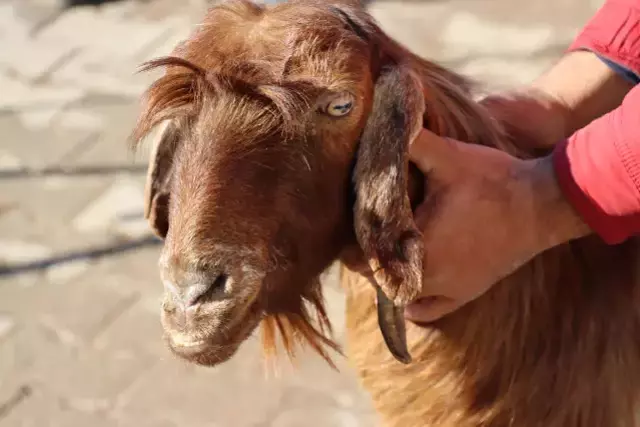 Sahibi dağda otlatırken fark etti, kulağında boynuz çıkan keçi büyük şaşkınlık yarattı