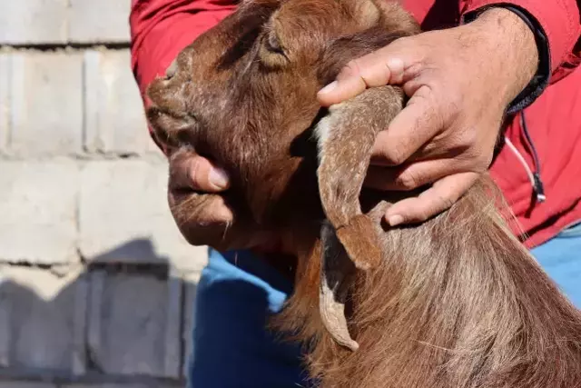 Sahibi dağda otlatırken fark etti, kulağında boynuz çıkan keçi büyük şaşkınlık yarattı