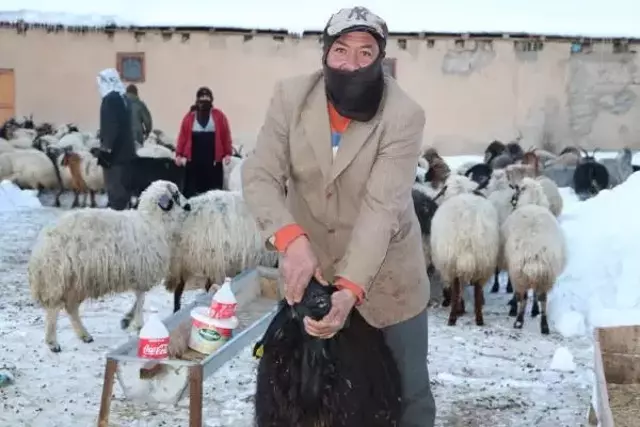 Köylüler tedirgin! Bir hafta içinde 26 koyun öldü, nedeni belirlenemiyor