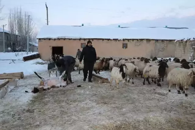 Köylüler tedirgin! Bir hafta içinde 26 koyun öldü, nedeni belirlenemiyor