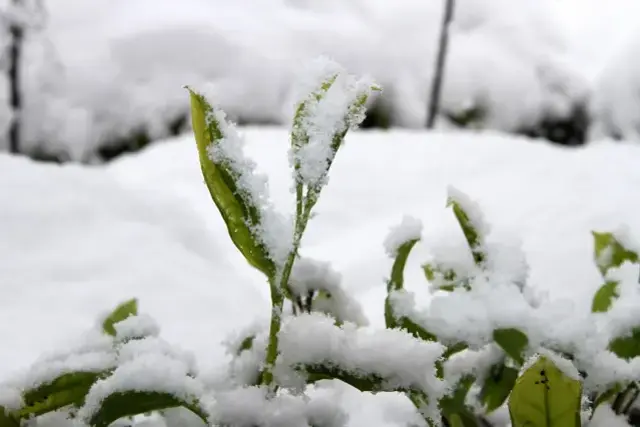 Kar, çayda kalite ve verimi artıracak