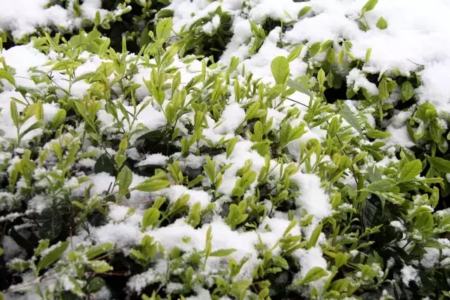 Kar, çayda kalite ve verimi artıracak