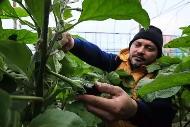 Yüzde 90 verim kaybı yaşanan patlıcan, en pahalı sebze