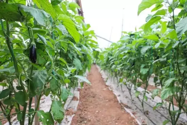 Yüzde 90 verim kaybı yaşanan patlıcan, en pahalı sebze