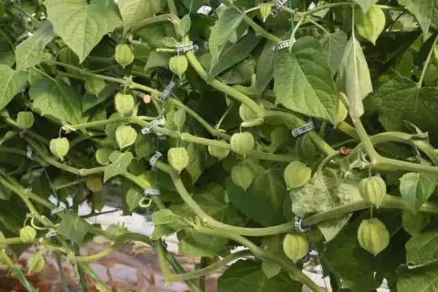 Üretici bir dönüm araziden 1,6 milyon lira kazanıyor! Altın çileğin kilosu 400 TL