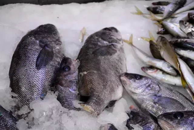 Böbrek taşı düşürdüğüne inanılan eşkina balığındaki taşlar 5 TL'den alıcı buluyor