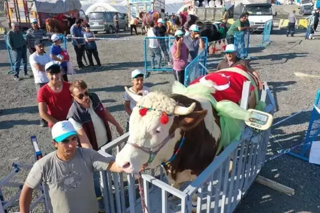 Kurbanlıklar podyuma çıktı, 1 tonluk 'Babayiğit' birinci olup altını kaptı