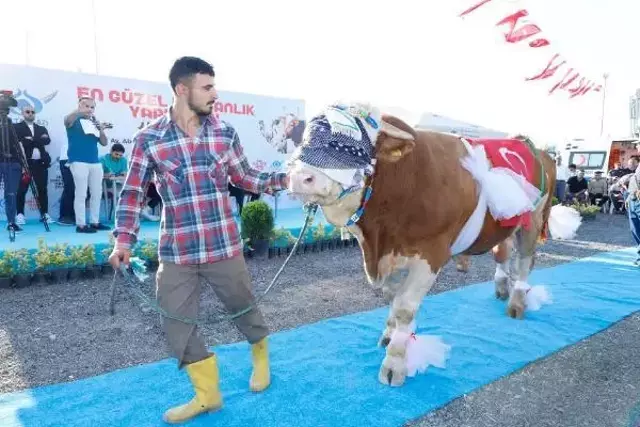 Kurbanlıklar podyuma çıktı, 1 tonluk 'Babayiğit' birinci olup altını kaptı