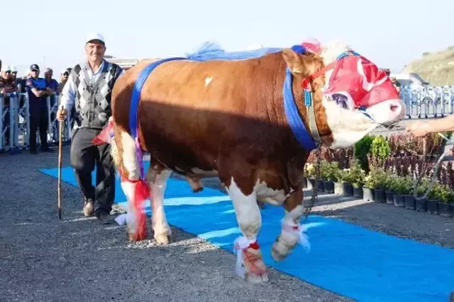 Kurbanlıklar podyuma çıktı, 1 tonluk 'Babayiğit' birinci olup altını kaptı