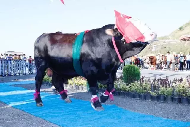 Kurbanlıklar podyuma çıktı, 1 tonluk 'Babayiğit' birinci olup altını kaptı