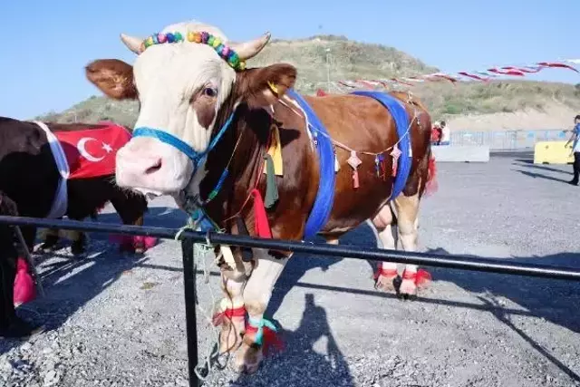 Kurbanlıklar podyuma çıktı, 1 tonluk 'Babayiğit' birinci olup altını kaptı