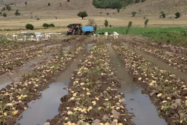 Vatandaş kilosunu 10 TL'den alıyordu! Sel basan tarlada 35 ton patates heder oldu