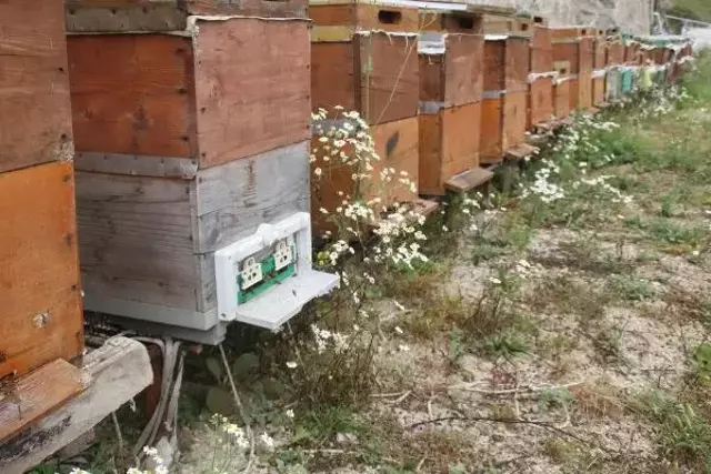 Anzer balında sağım başladı! 1 ton ön sipariş var, hastalara öncelik verilecek