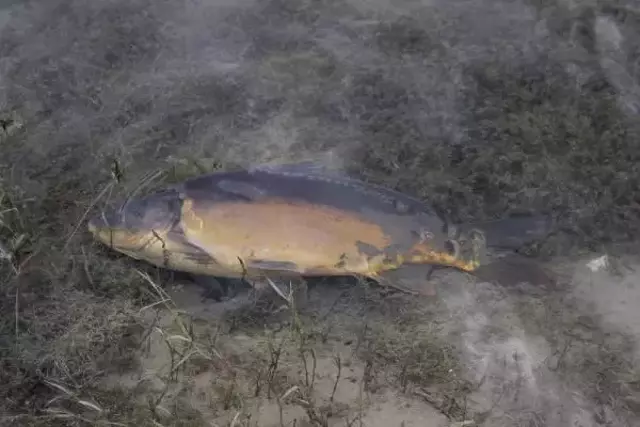 BOLU'NUN İÇME SUYU BARAJINDA BALIK ÖLÜMLERİ