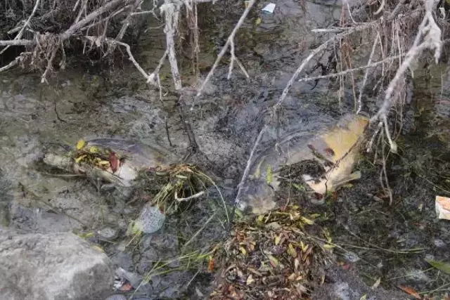 BOLU'NUN İÇME SUYU BARAJINDA BALIK ÖLÜMLERİ