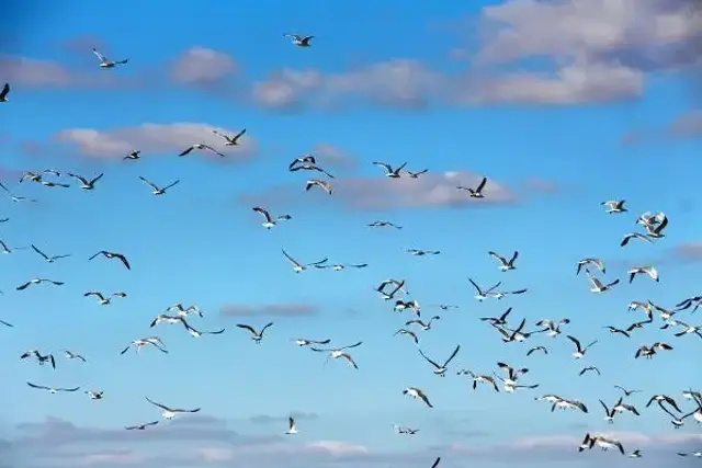 Edirne'de katil martı paniği! İki türün popülasyonunda yüzde 60 azalma var