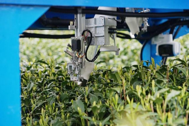 Çin'de Robot Çay Toplayıcı Çay Hasadına Katıldı