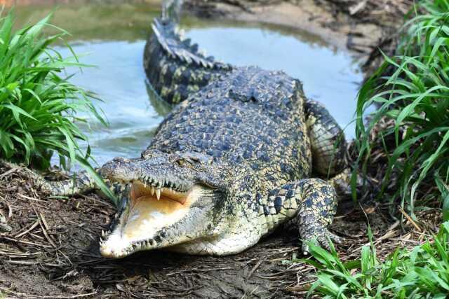Kendi kendine hamile kalan Timsah, bilim insanlarını şaşkına çevirdi