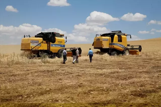 Diyarbakır'da 9 kişinin ölümüne neden olan tarlada hasat, barış heyeti gözetiminde başladı