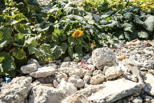 Deprem bölgesinde konteynerler arasında kabak, ayçiçeği ve nohut filizlendi