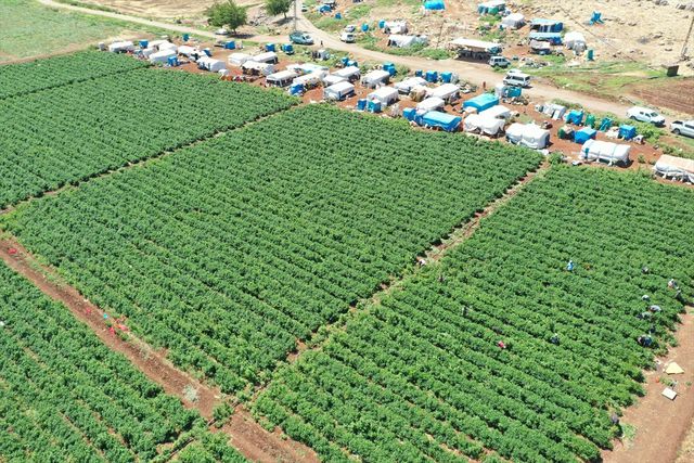 Kahramanmaraşlı çiftçi jalapeno biberiyle 40 ülkeye ihracat yapıyor