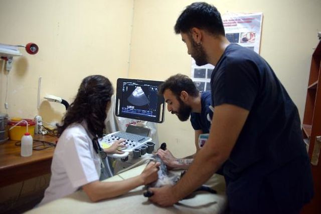 BUÜ Veteriner Fakültesi Hayvan Hastanesi'nde Sokak Kedisi Ameliyat Edildi