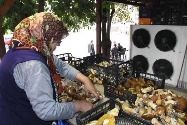 Istranca Ormanları'nda mantar bolluğu! Vatandaşlar kilosunu 150 liradan satıyor