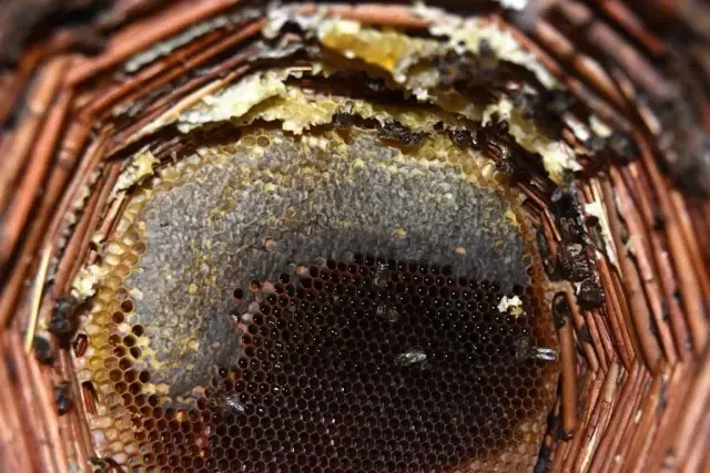 Dünyaca ünlü Bitlis karakovan balının hasadına başlandı