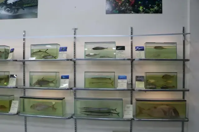 Deniz Suyu Sıcaklığı Artışı Egzotik Türlerin Çoğalmasına ve Yerli Balık Türlerinin Azalmasına Neden Oluyor