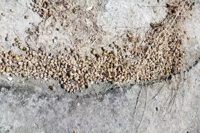 Türkiye'nin en büyük tatlı su gölünde uzmanları yıkan manzara! Atıkları temizleyen binlerce canlı kıyaya vurdu