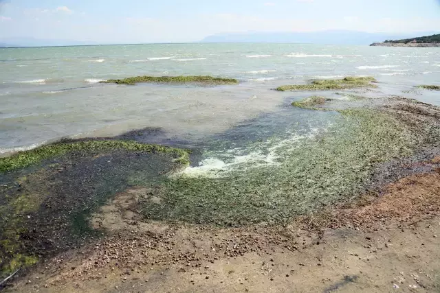 Türkiye'nin en büyük tatlı su gölünde uzmanları yıkan manzara! Atıkları temizleyen binlerce canlı kıyaya vurdu