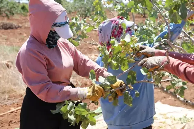 Kilosu 700 liraya çıktı, duyan tarlasına ekmek istiyor