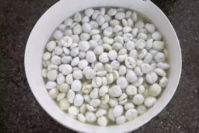 Tanesi 50, kilosu 5 bin lira! Bin bir emekle toplanıyor