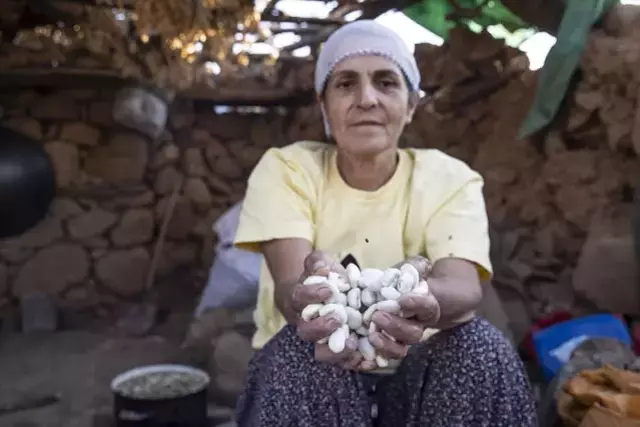 Tanesi 50, kilosu 5 bin lira! Bin bir emekle toplanıyor