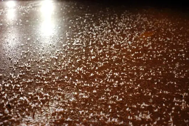 Yol beyaza büründü! Kar değil, 'ölüm dansı'