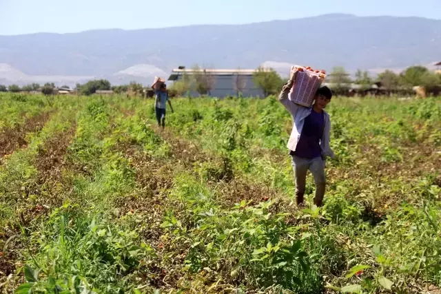 Çöl sıcağında ekmek mücadelesi: 6 saat çalışıp günlük 1500 TL alıyorlar