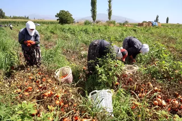 Çöl sıcağında ekmek mücadelesi: 6 saat çalışıp günlük 1500 TL alıyorlar