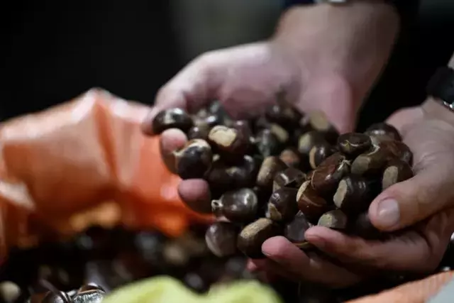 Kilosu 400 liraya satışa çıktı! Herkes bu lezzetin peşinde