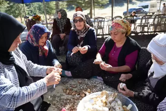 Kilosu etle yarışıyor! Japonların gözdesi 'beyaz altın'da hasat başladı