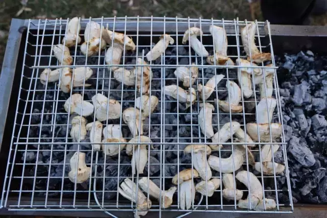 Kilosu etle yarışıyor! Japonların gözdesi 'beyaz altın'da hasat başladı