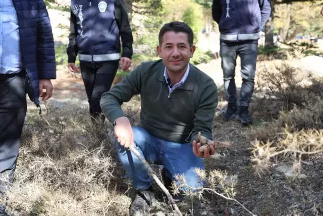 Kilosu etle yarışıyor! Japonların gözdesi 'beyaz altın'da hasat başladı