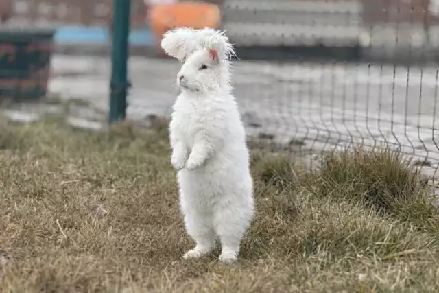 3 asır önce nesli tükenmişti! Yeniden anavatanından yetiştiriliyorlar