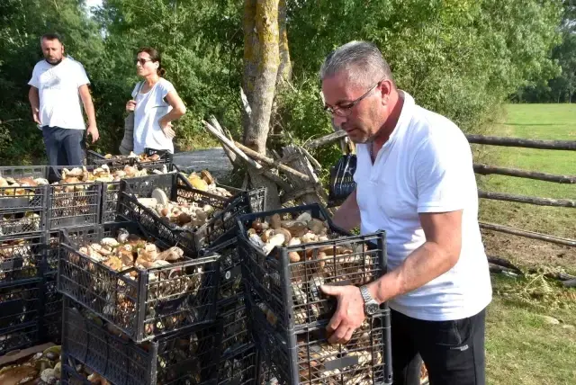 Sinop ormanlarından fışkıran mantarlar köylünün gelir kaynağı oldu! Günlük 600 lira kazanan var